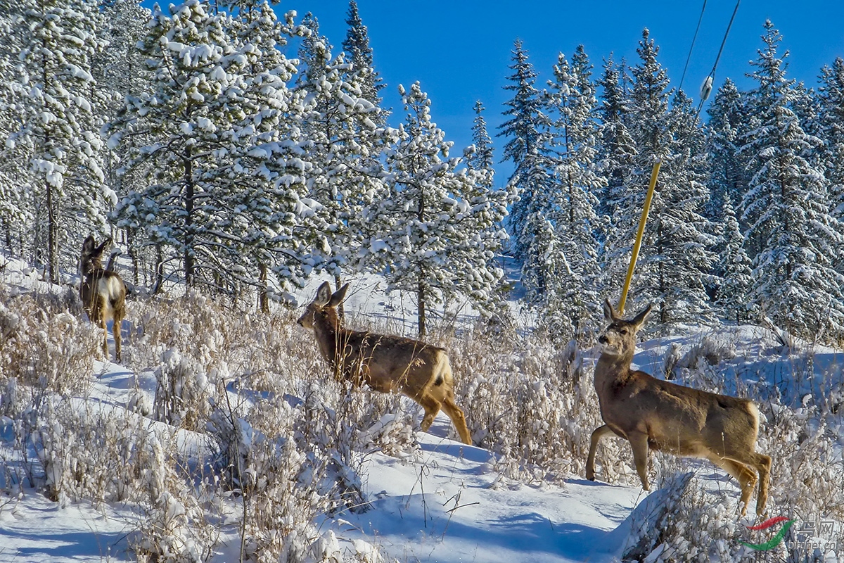 冰天雪地现身影白尾鹿祝贺荣获动物精华