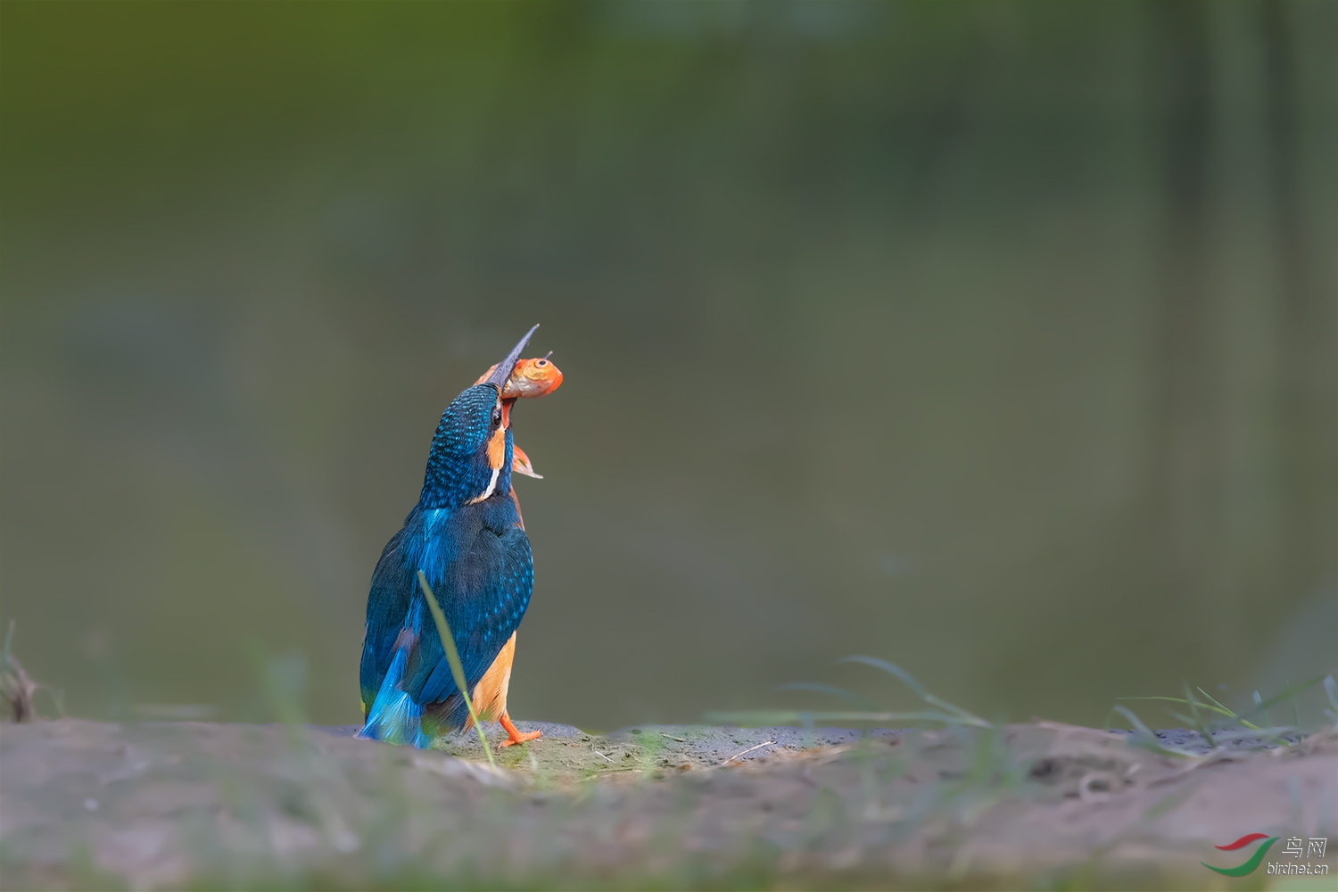 _DSC4145-2.jpg