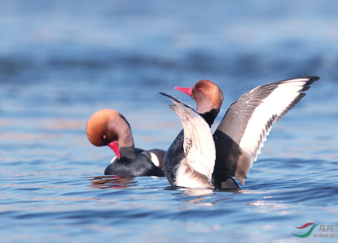 ����ů��