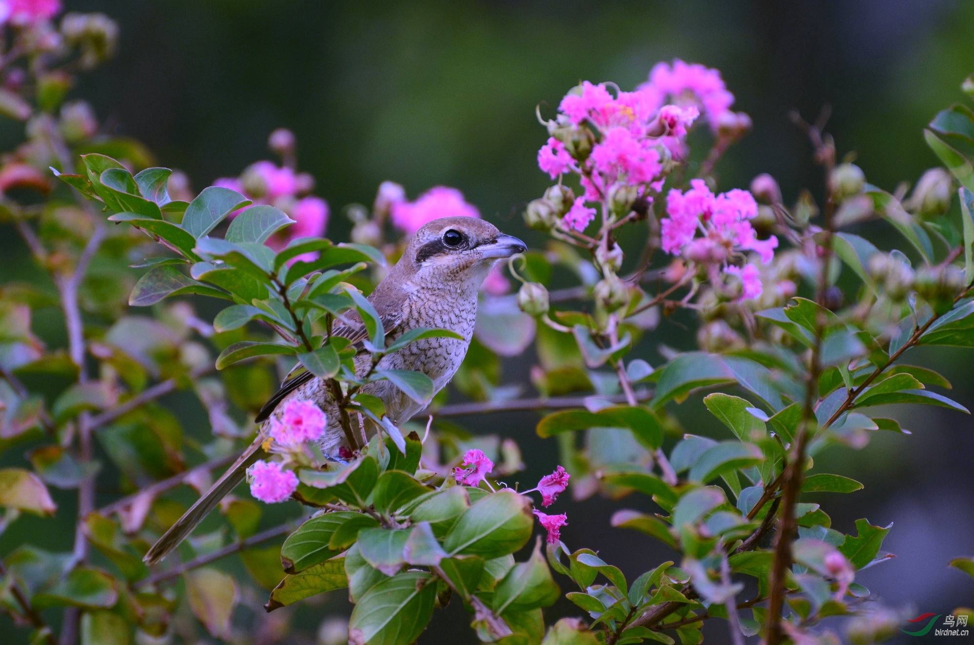 DSC_0766.JPG