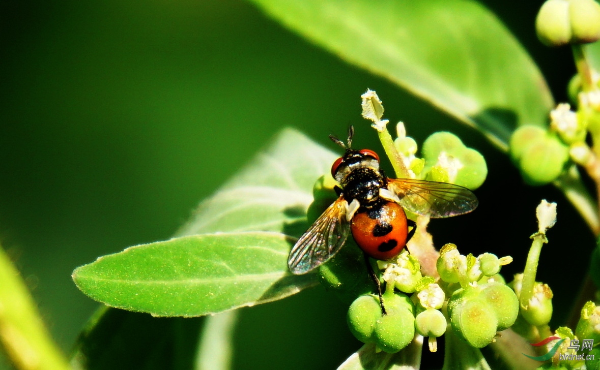 DSC02349 - ����.JPG