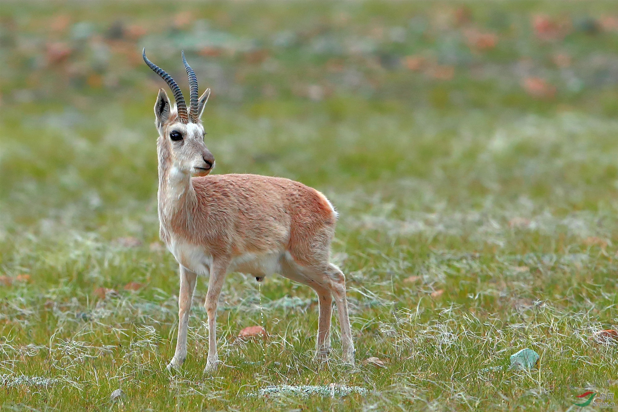 藏原羚祝贺荣获鸟网首页精华