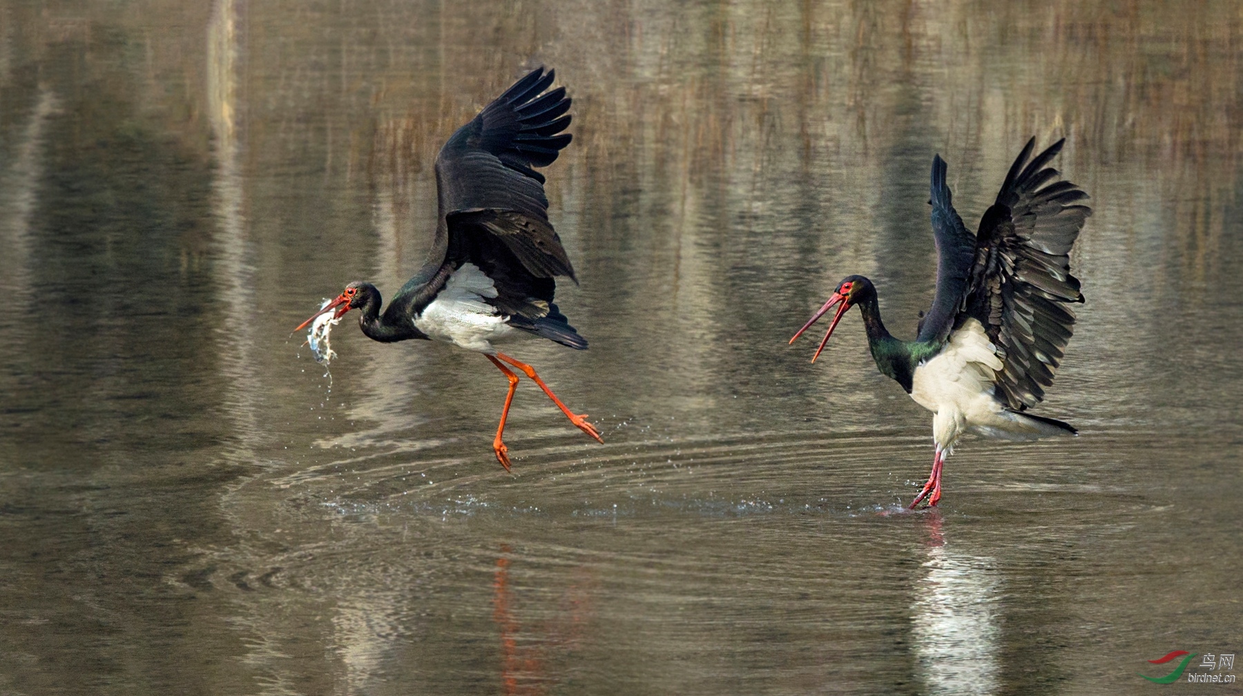 BW4Q1474 - ���� - ���� - ���� - ����.jpg