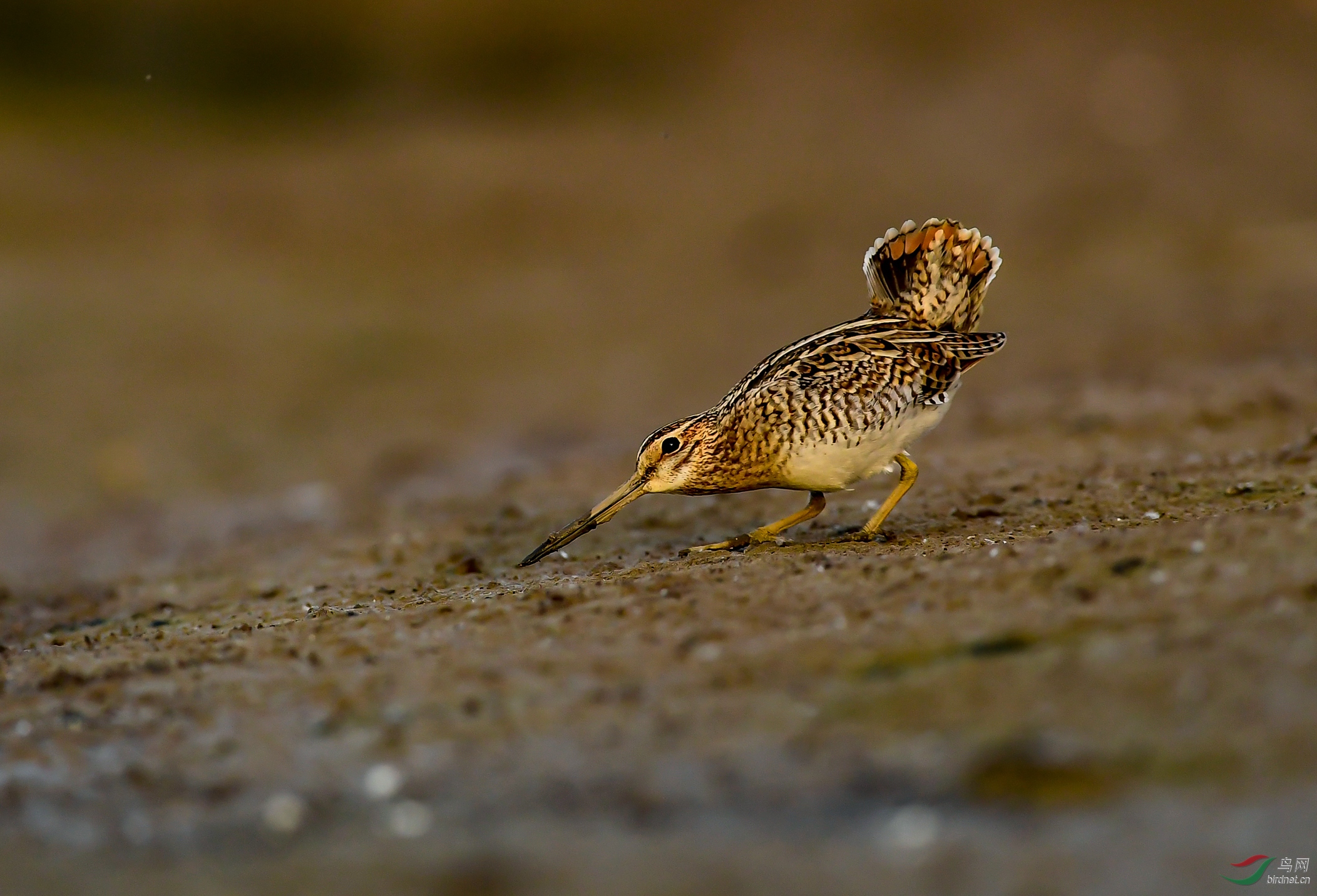 DSC_7154_����.jpg