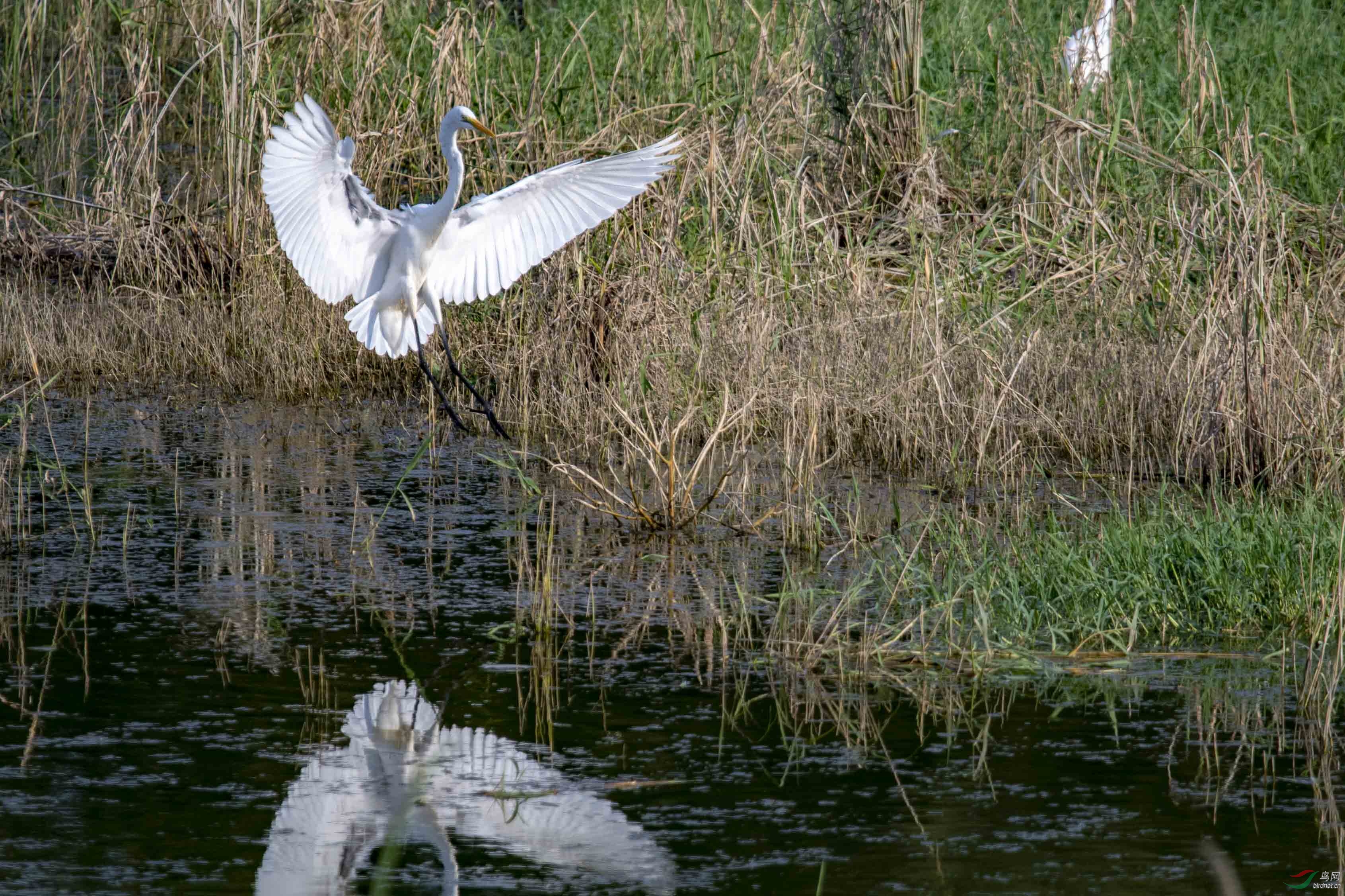 D50_1263.jpg