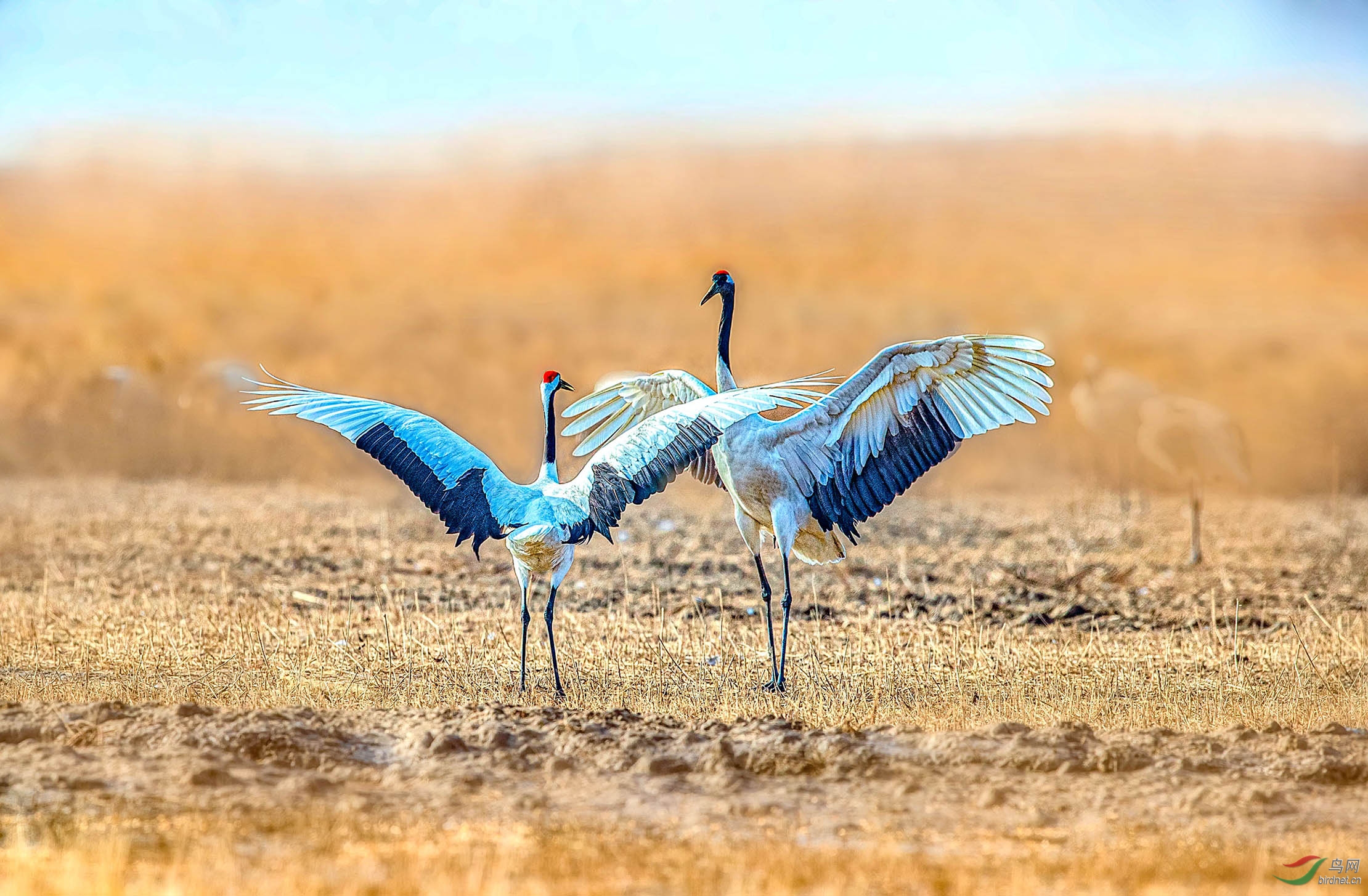 大鹤教小鹤高飞