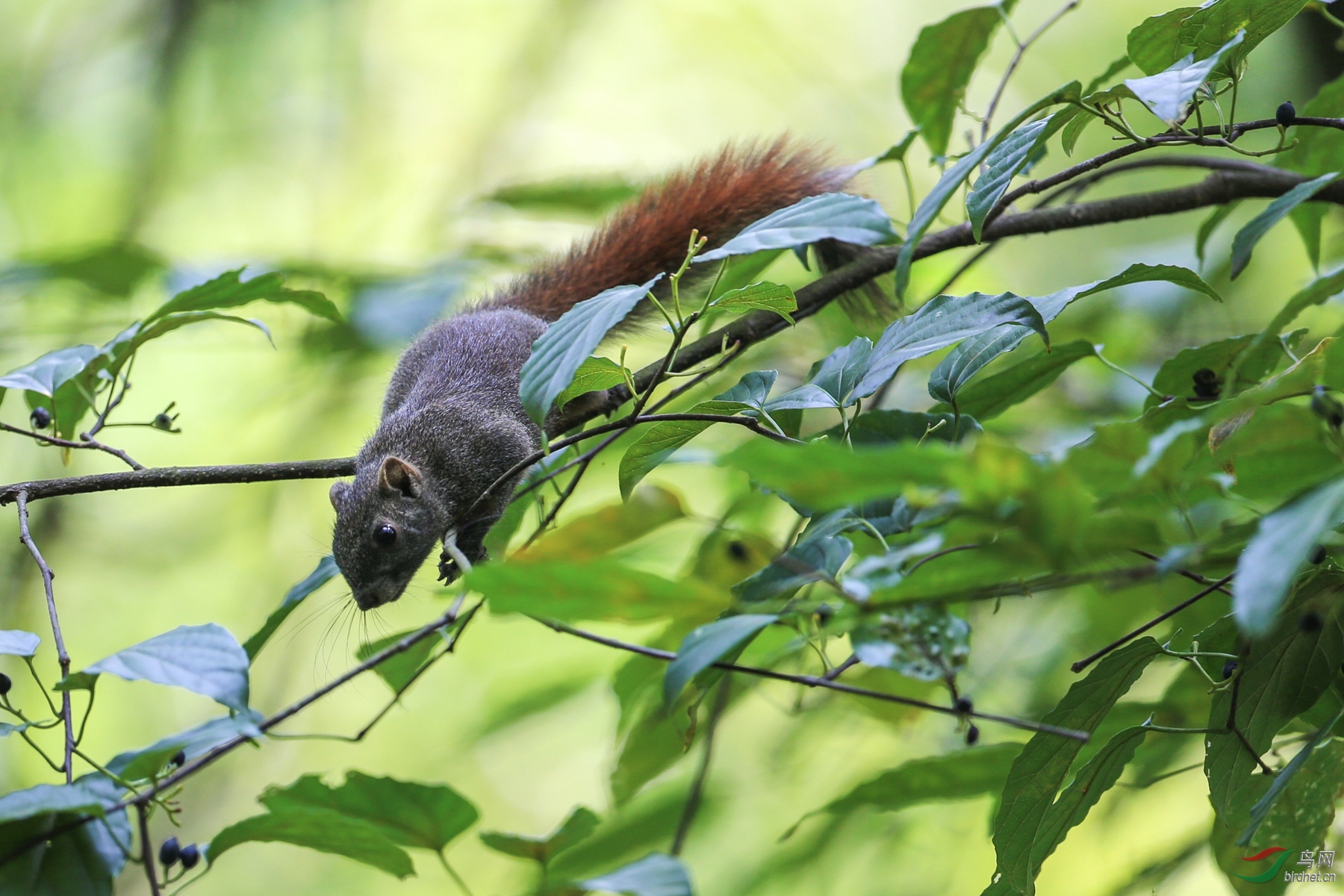 中秋快乐(赤腹松鼠)