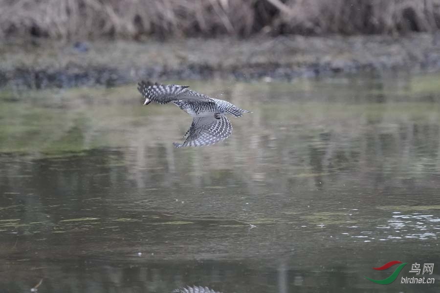 20180224-DSC00994-40.JPG