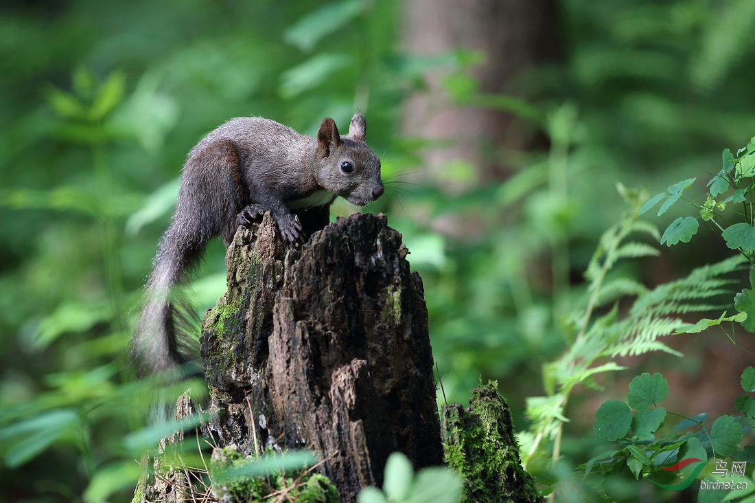 中秋快乐-北松鼠