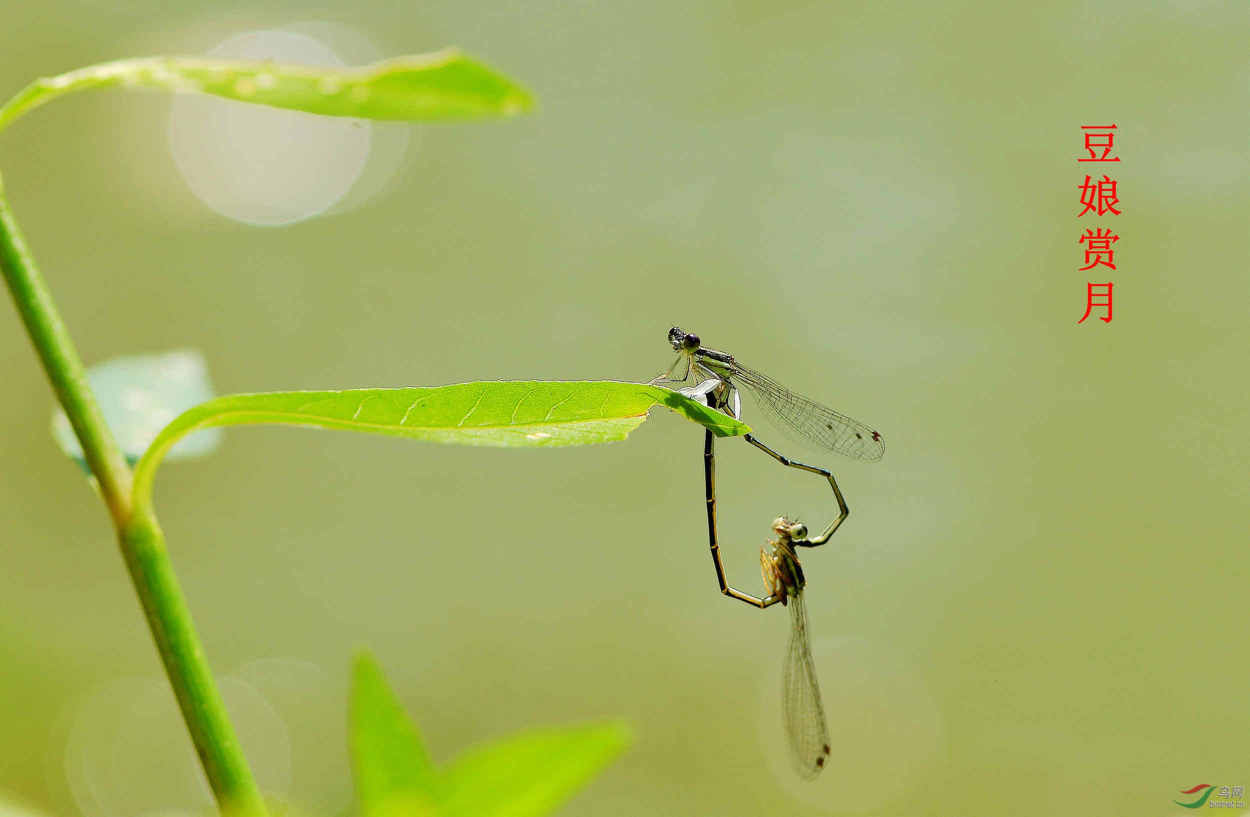 MOO_0109.JPG