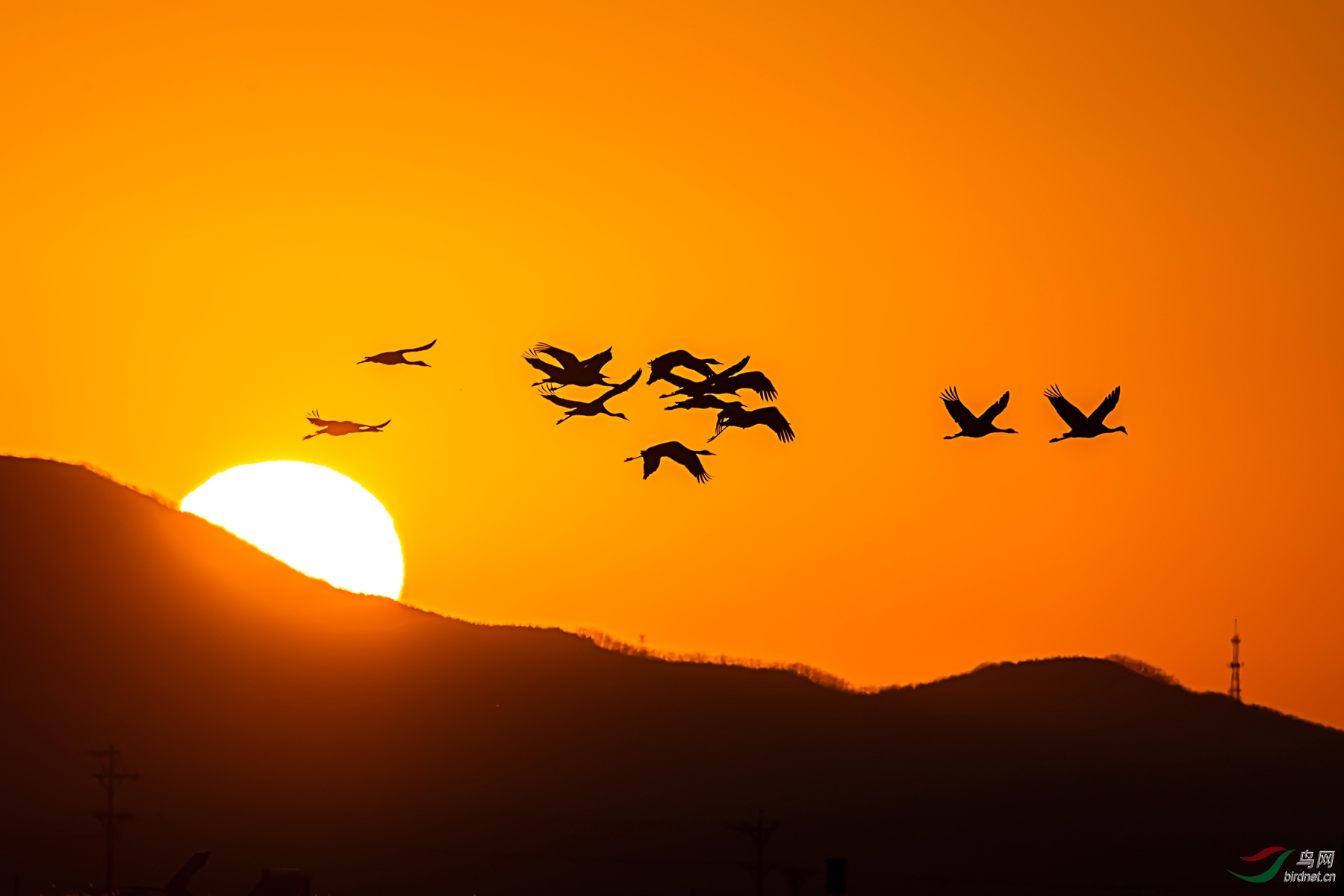 夕阳鹤飞别样红