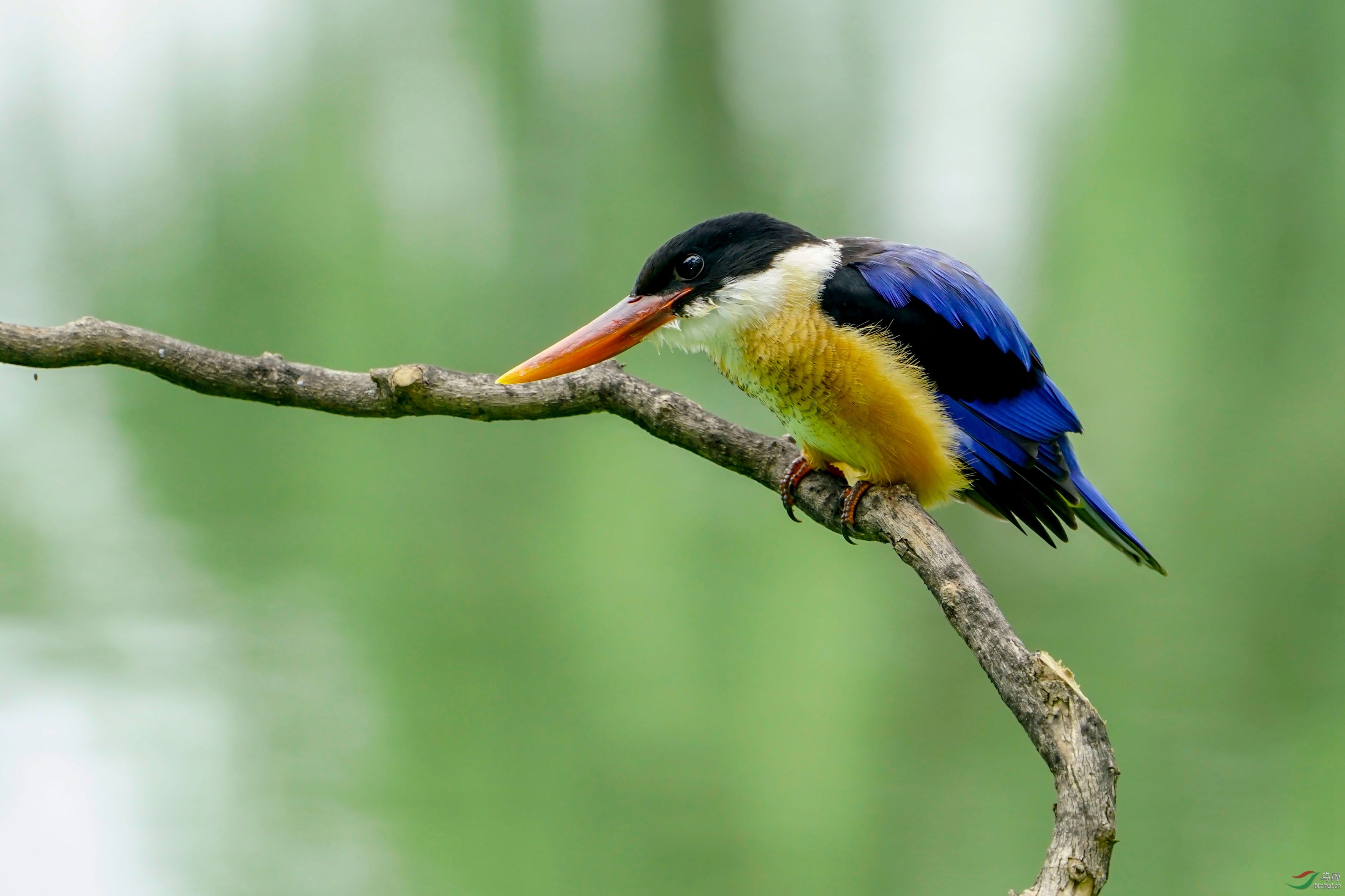 [水鸟] --------俊美的蓝翡翠