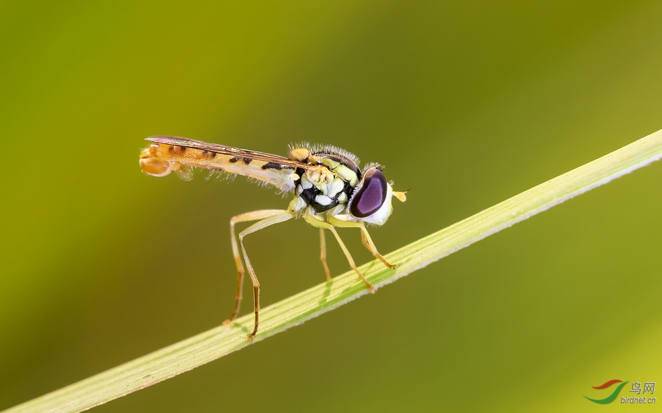 长扁食蚜蝇图片