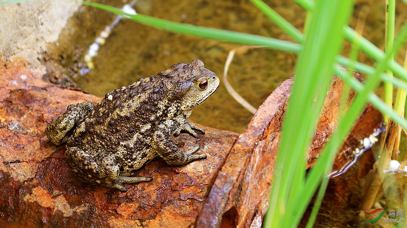 中秋之夜话金蟾祝贺荣获首页图文精华