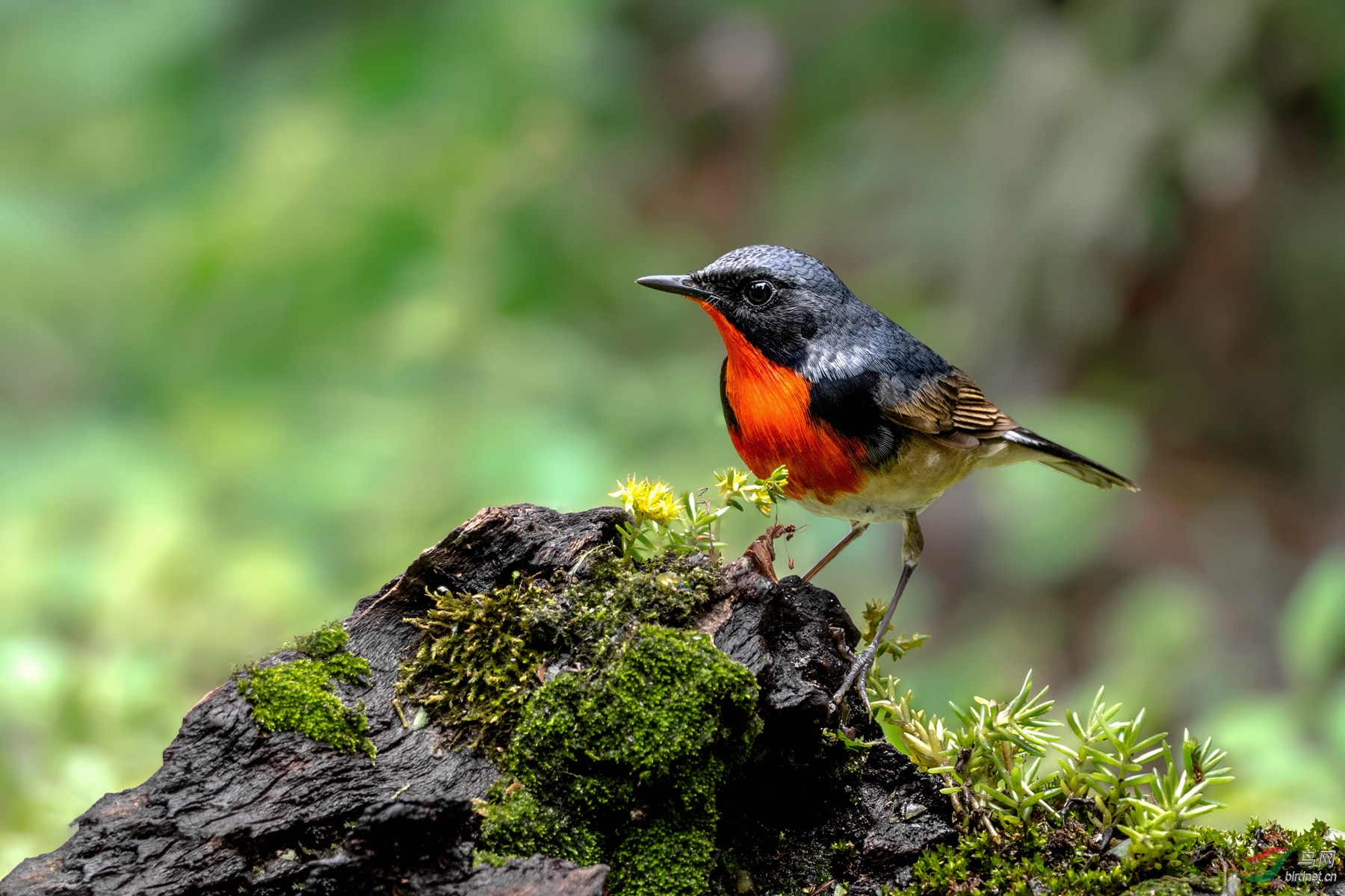 金胸歌鸲祝大家中秋快乐祝贺本版佳作