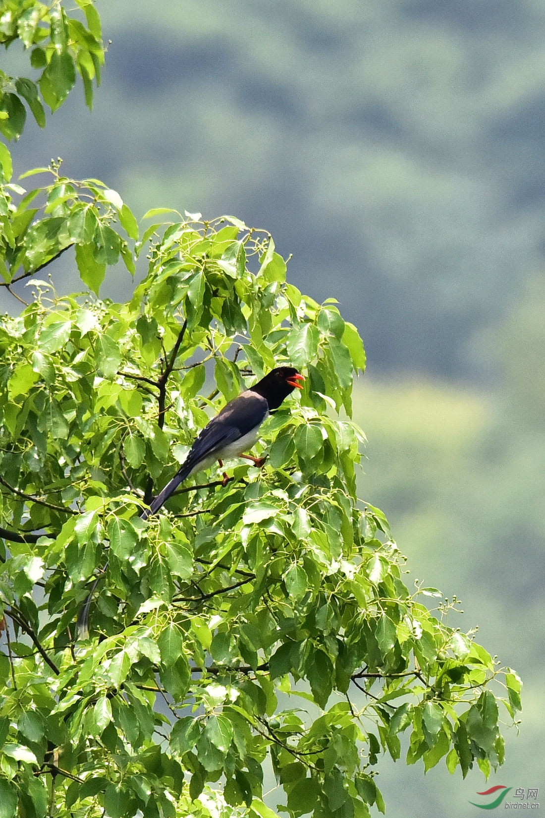 DSC_0303.JPG