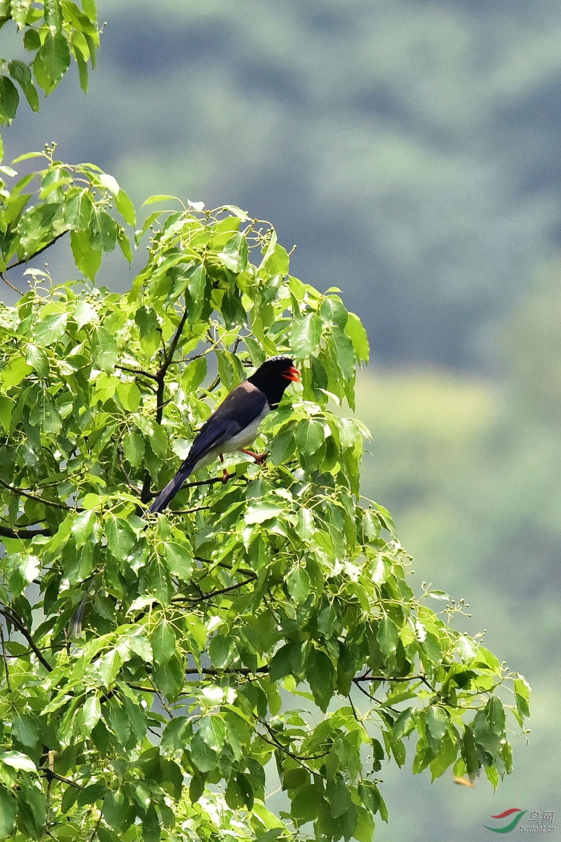 DSC_0305.JPG