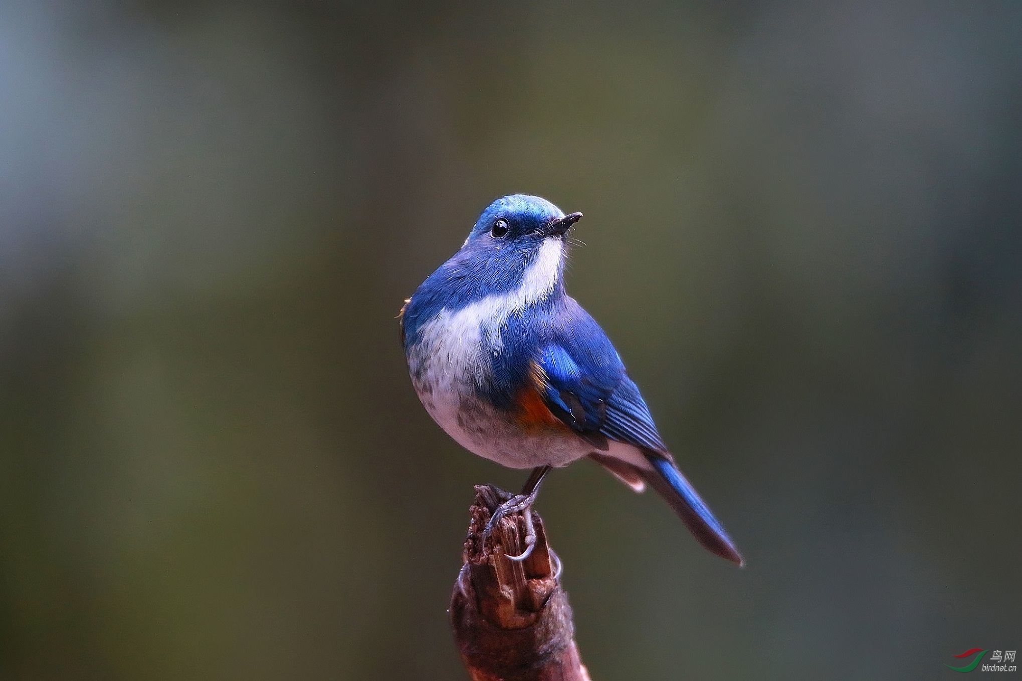 蓝大翅鸲雌鸟图片