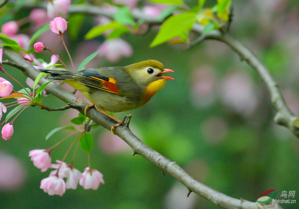 相思鳥