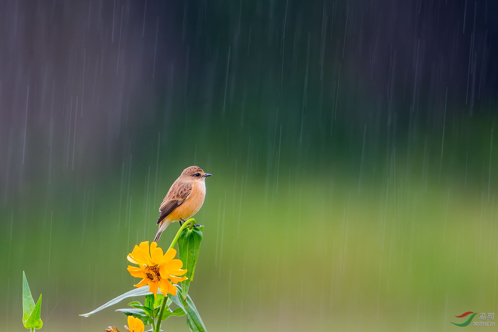 听雨(祝贺老师佳作荣获首页鸟类精华)