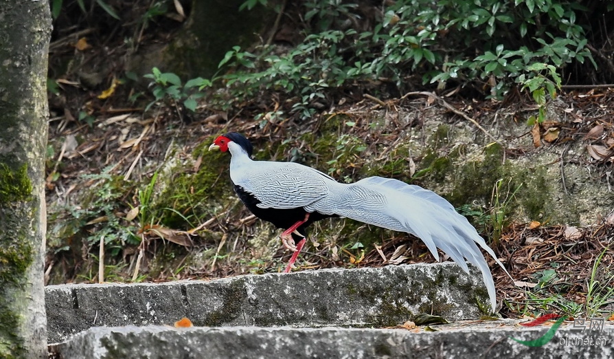 DSC_0492a.JPG