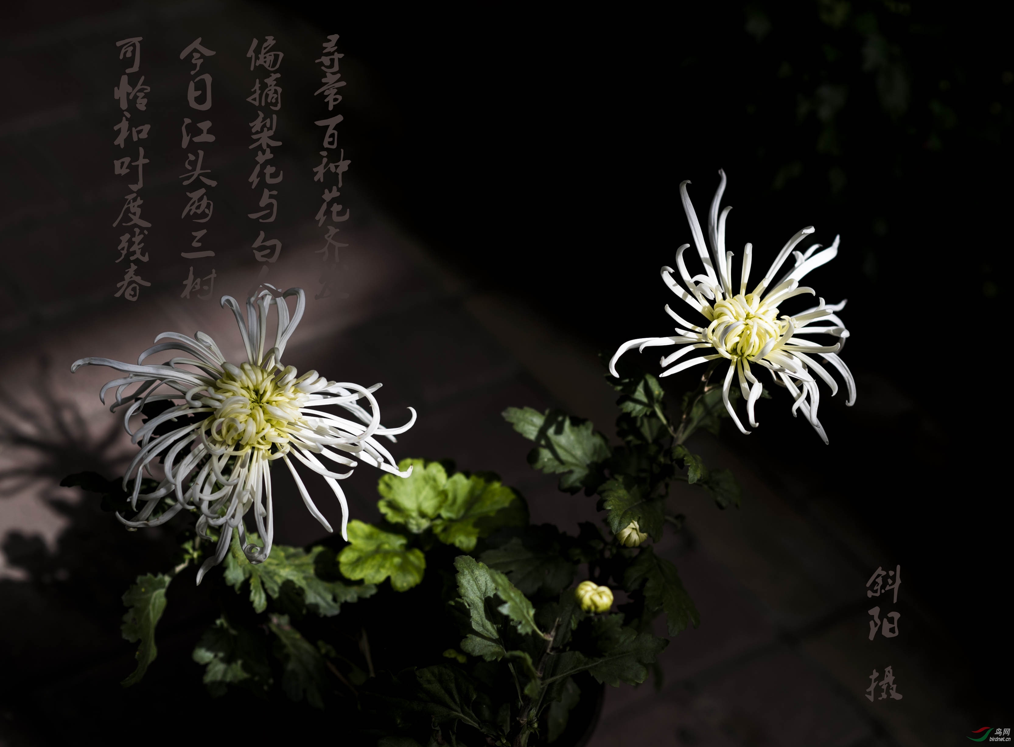 DSC_0957.jpg