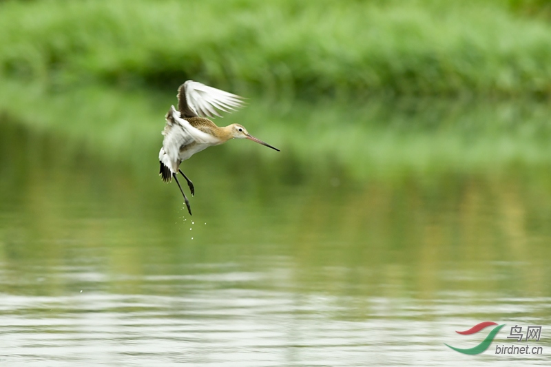 DSC_8380-2.jpg
