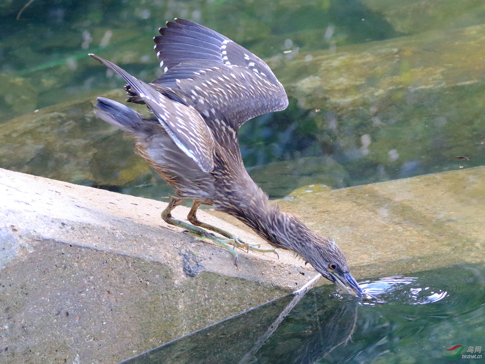 IMG_9216cZX.jpg