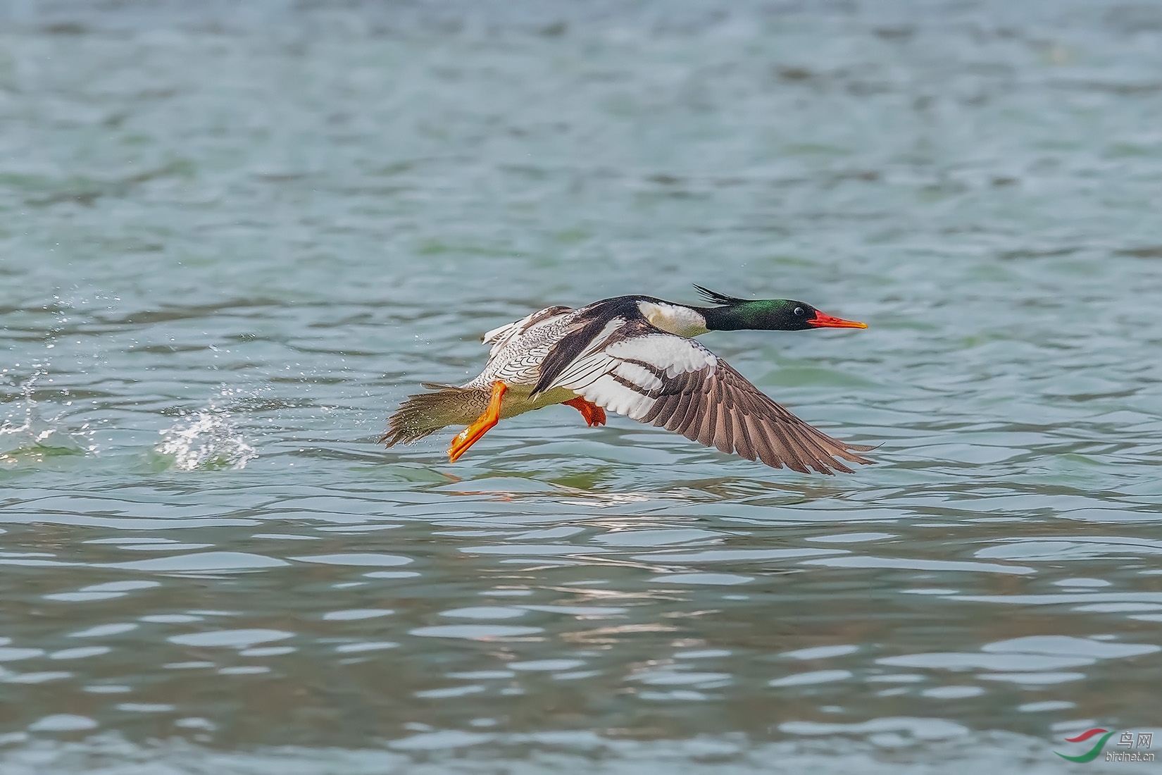 DSC_9644-a.jpg