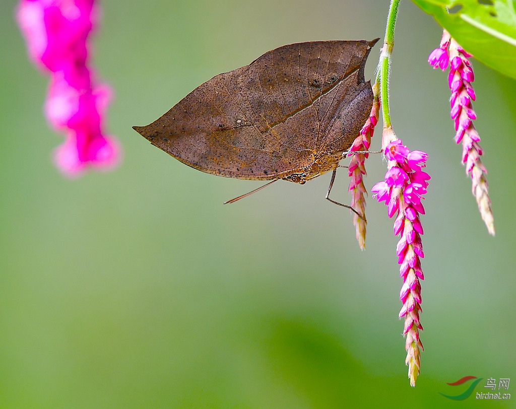 枯叶蛱蝶