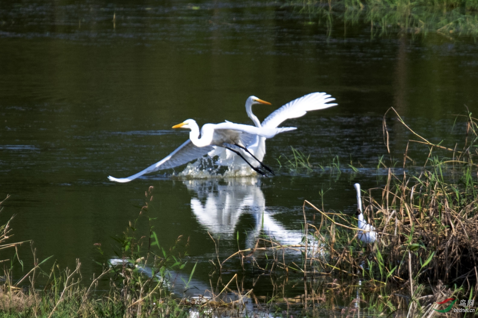D50_1041.jpg