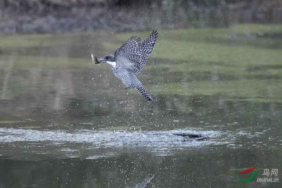 20180224-DSC00979-25 - ����.JPG