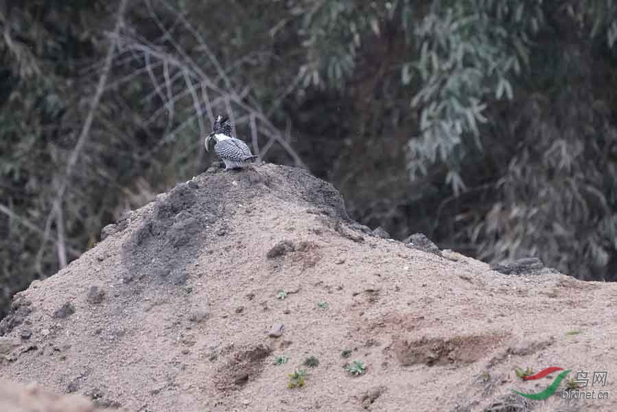 20180224-DSC01052-98 - ����.JPG