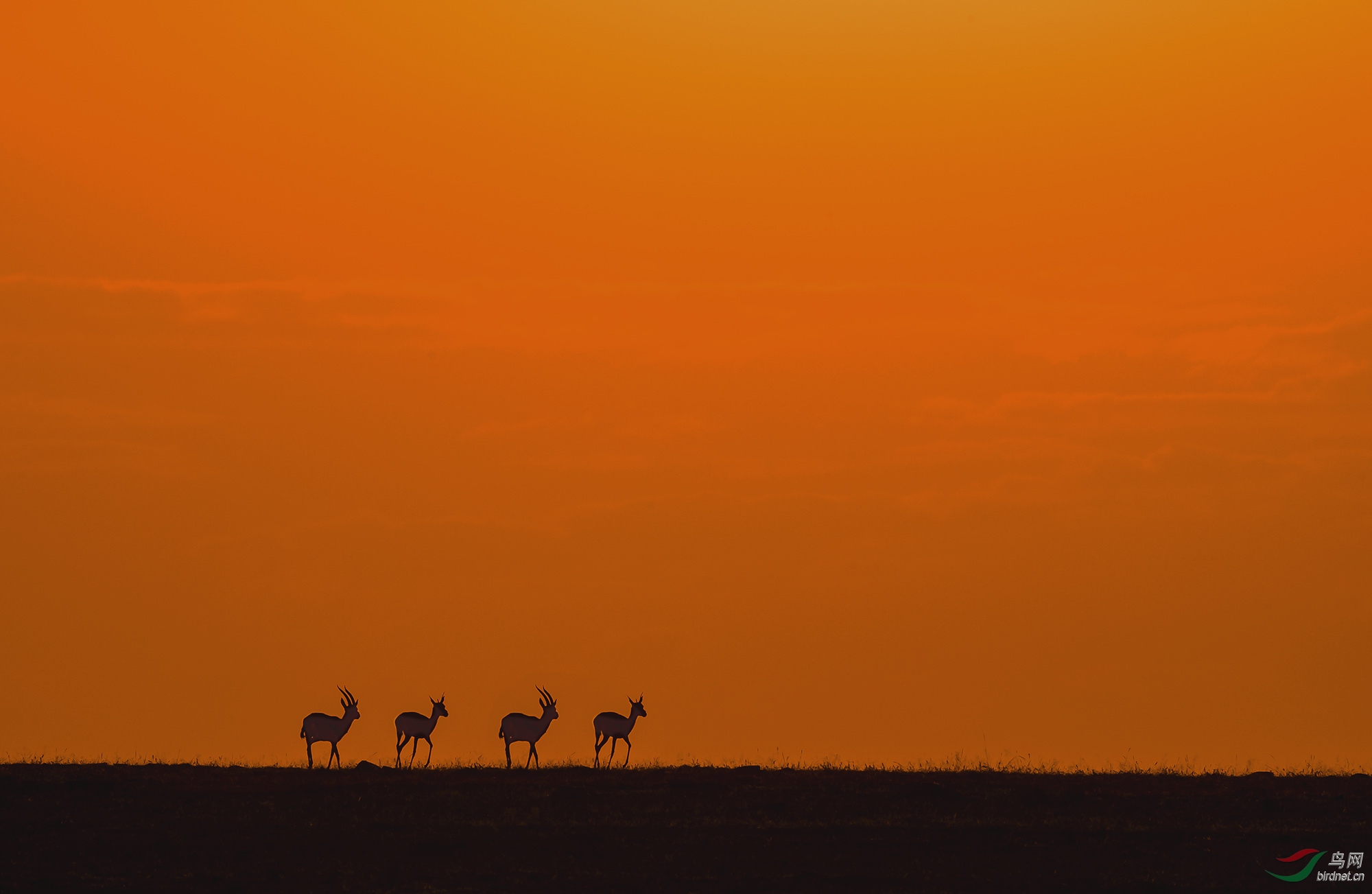 夕阳下的非洲草原