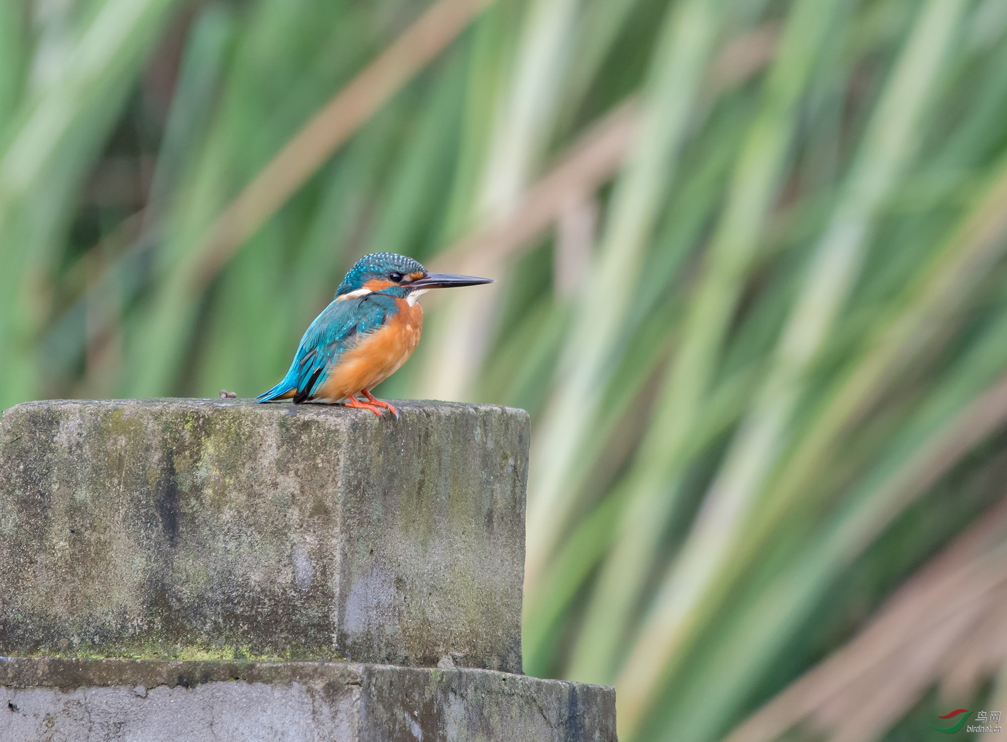 DSC_9007.jpg