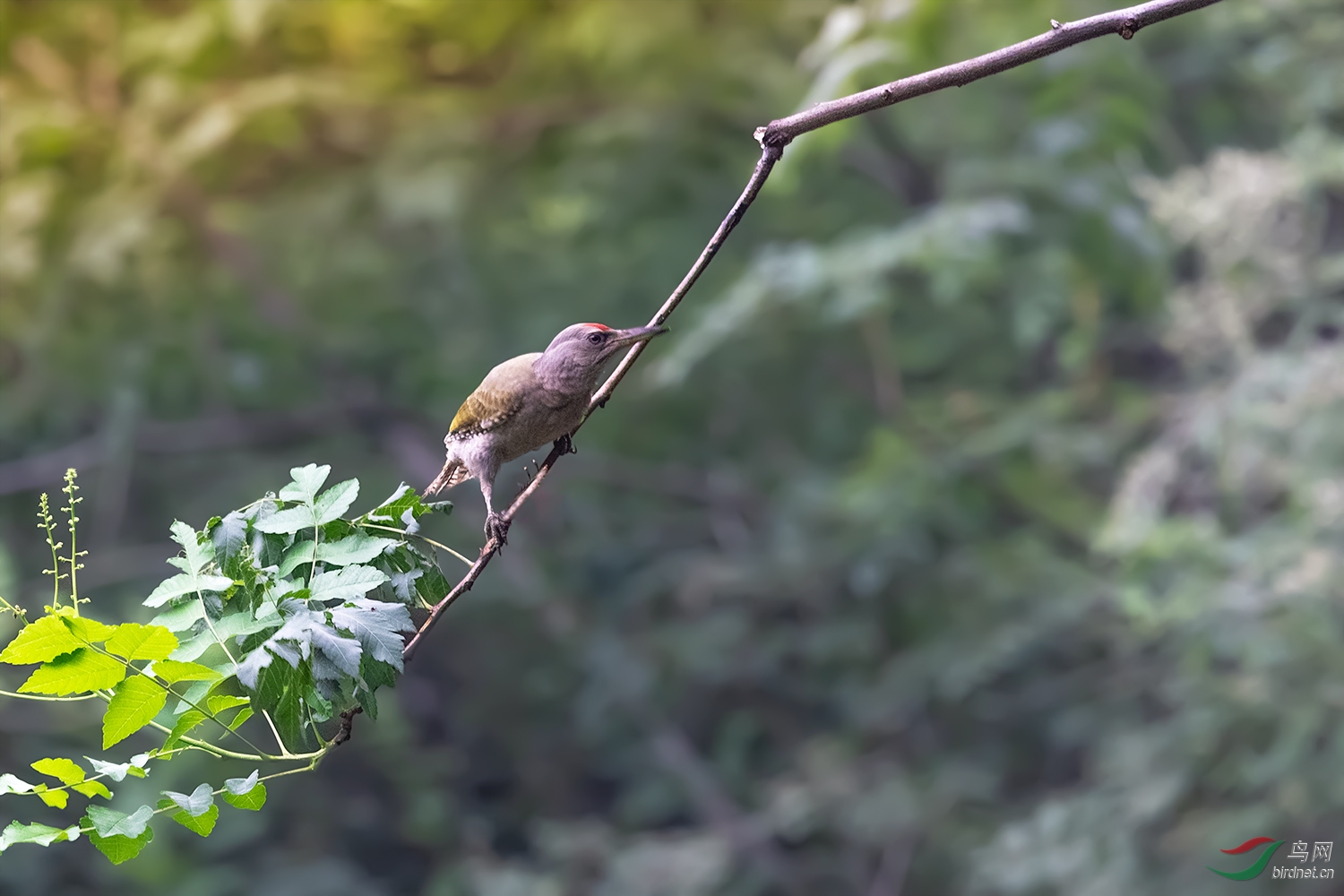 _DSC5650-2.jpg