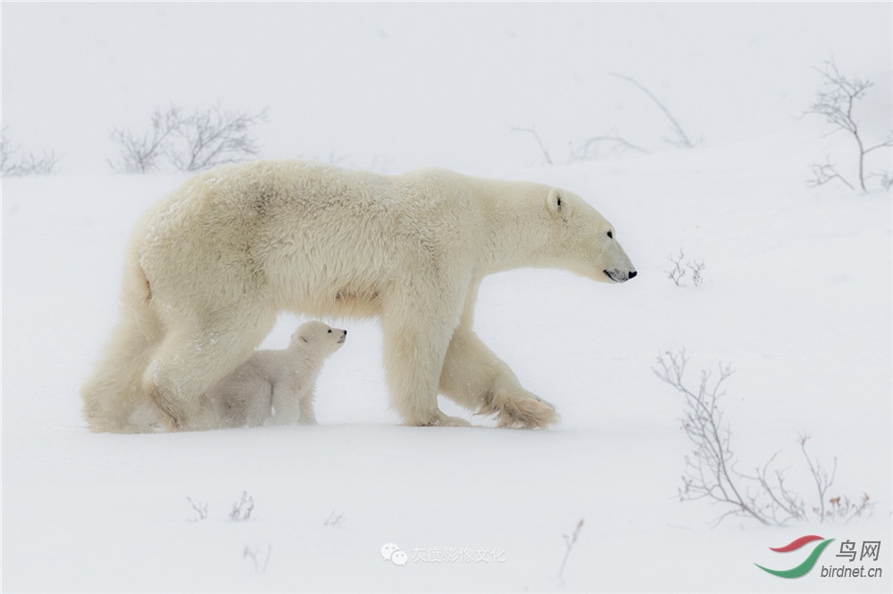 2������һ��8-Polar bear family 8--��ݷ�.jpg