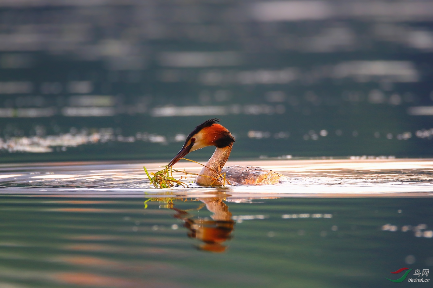 ��ͷ����