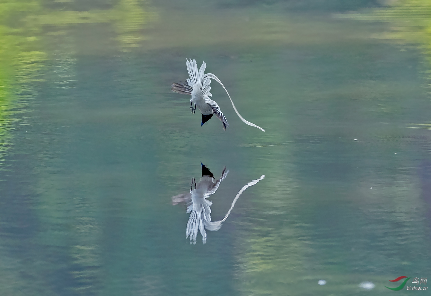 双鸟图(祝贺老师佳作荣获鸟类精华)