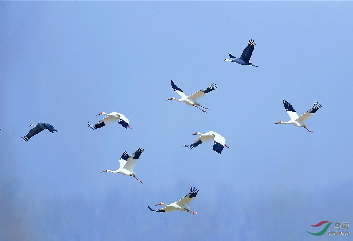 �����Ⱥ������