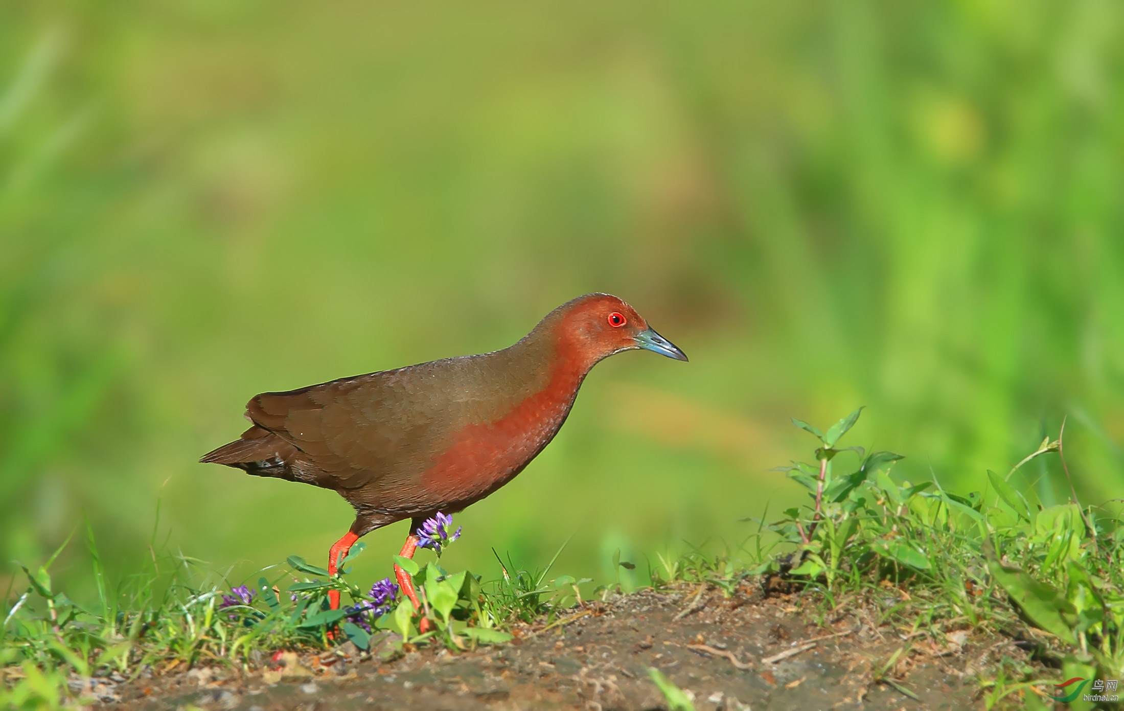 [水鸟] 踏花------红胸田鸡