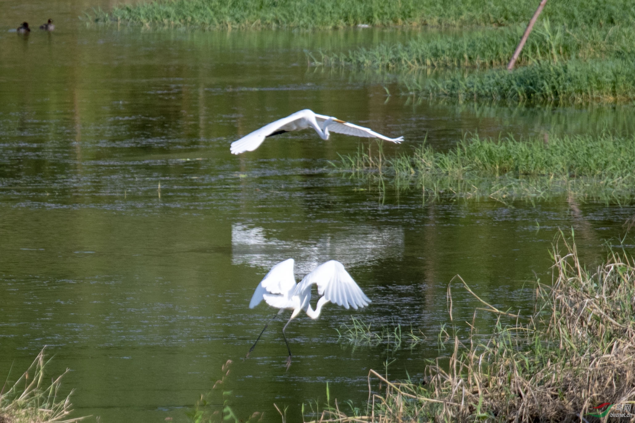 D50_1065.jpg