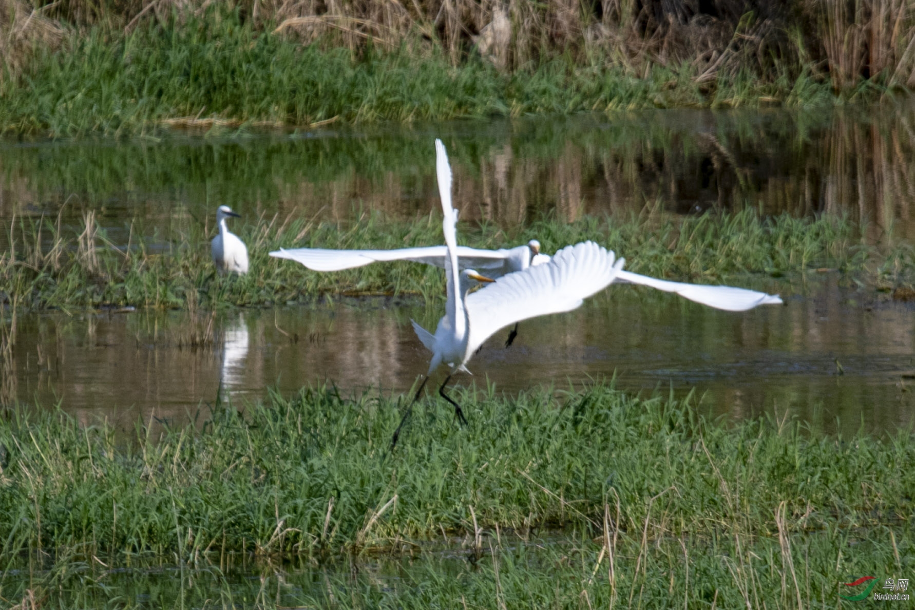 D50_1068.jpg