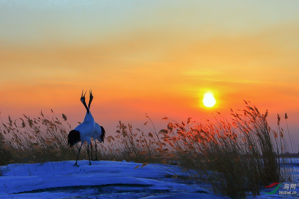 Ϧ������