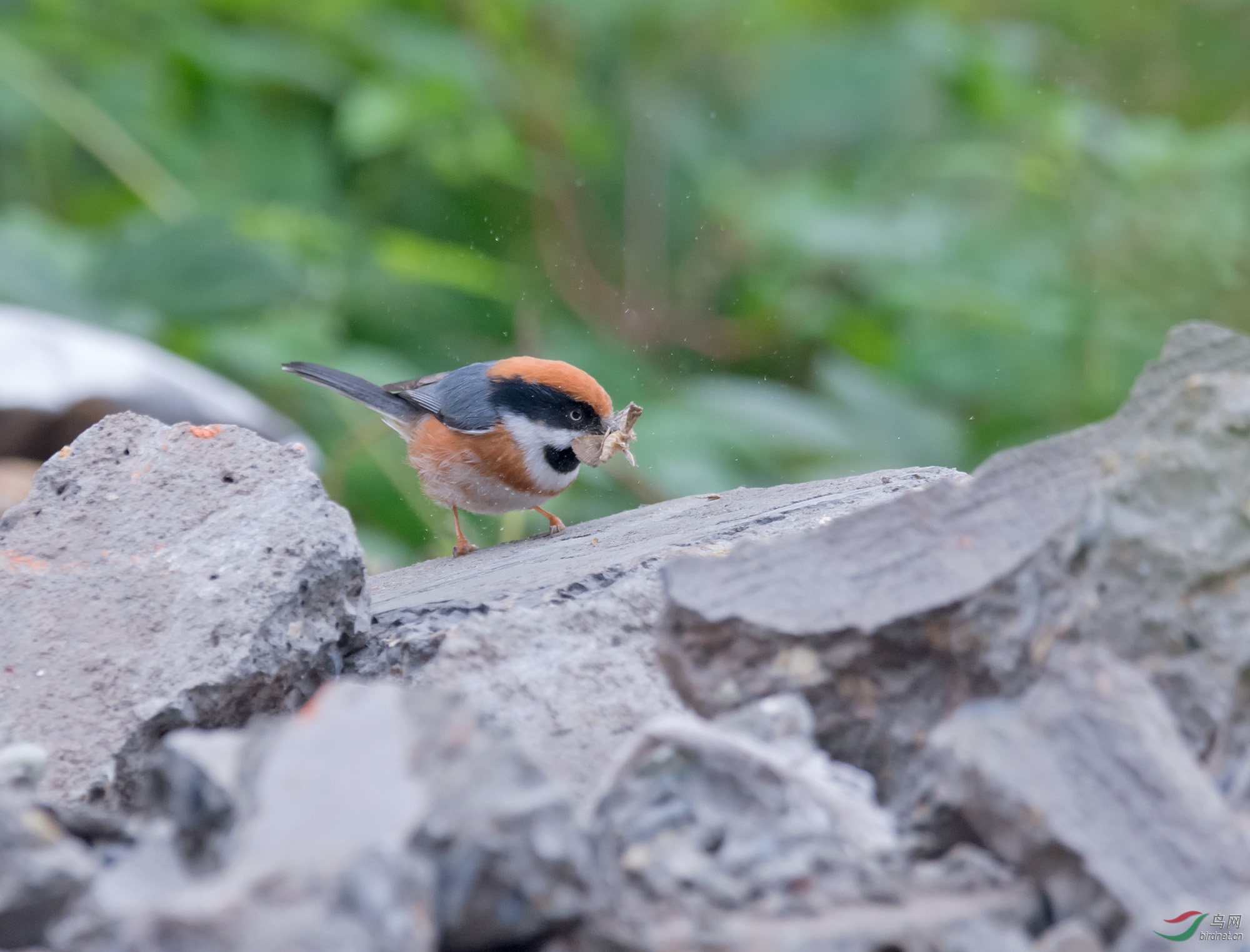 С��ͷ�Էɶ�