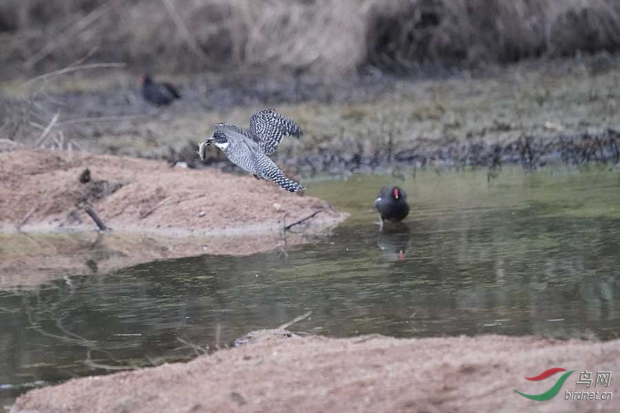 20180224-DSC01009-55 - ����.JPG