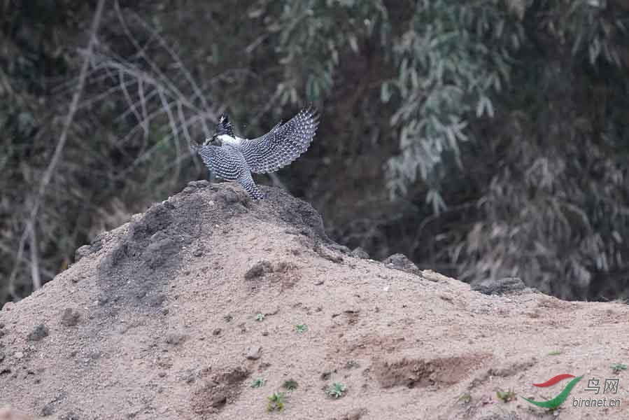 20180224-DSC01043-89 - ����.JPG