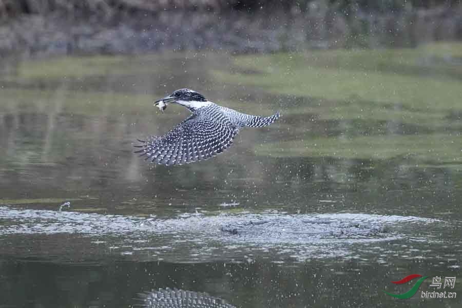 20180224-DSC00982-28 - ����.JPG