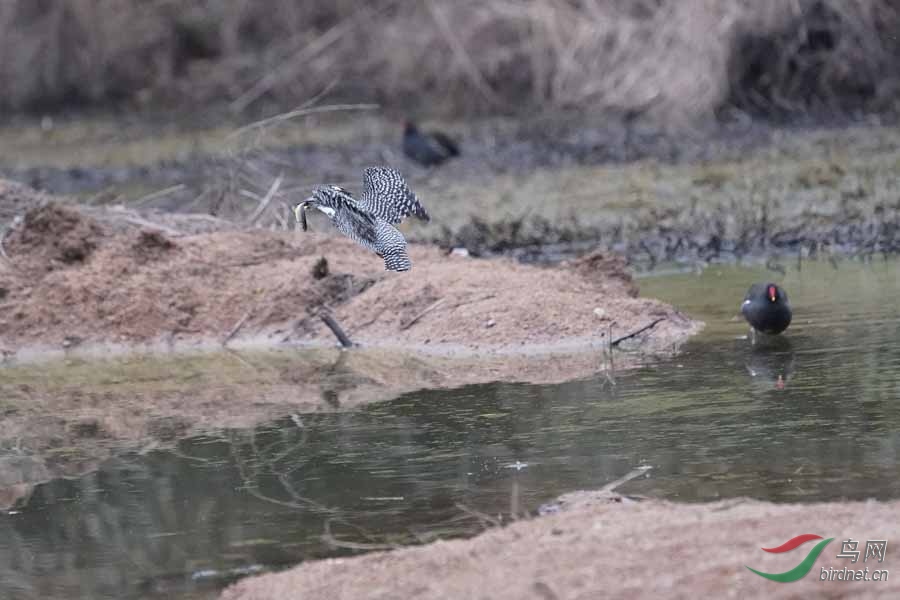 20180224-DSC01011-57 - ����.JPG