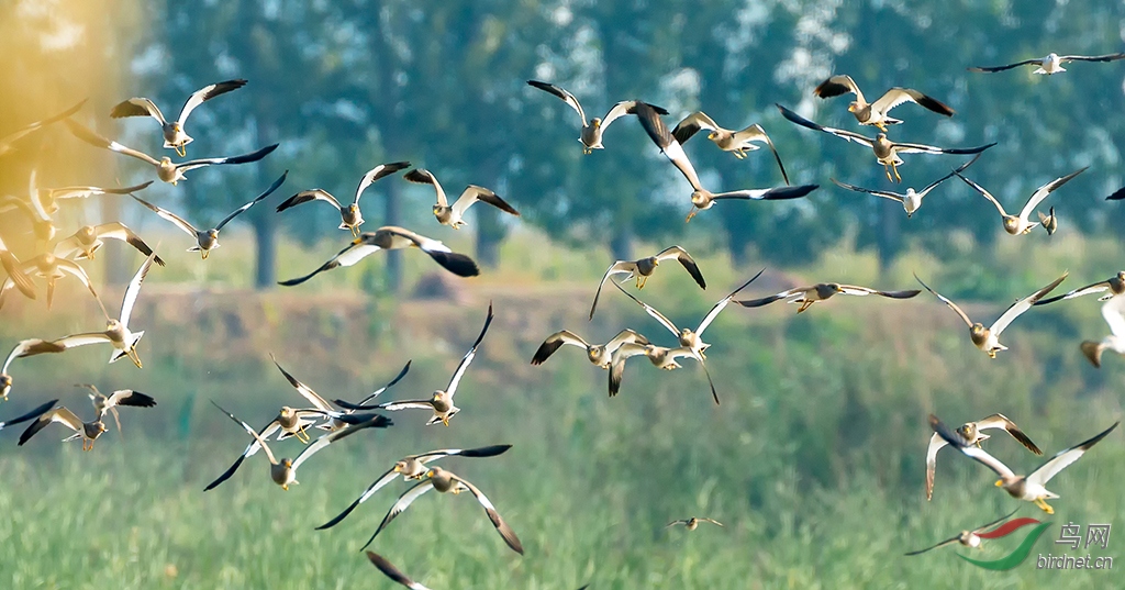 2019.9.16��Ӫʪ�� 0613.jpg